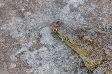 Head of crocodile, alligatorの写真素材