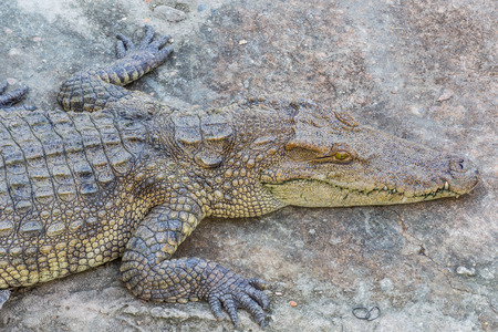 Head of crocodile, alligatorの写真素材