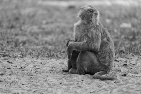 Lone monkey sitting on the grass and looking for friendの写真素材
