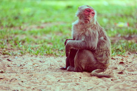 Lone monkey sitting on the grass and looking for friendの写真素材