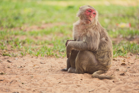 Lone monkey sitting on the grass and looking for friendの写真素材