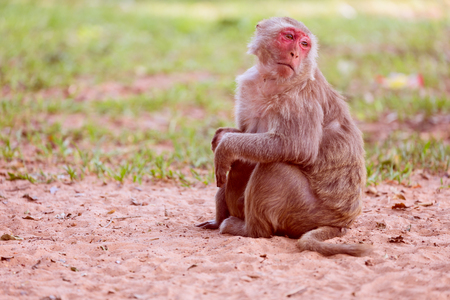 Lone monkey sitting on the grass and looking for friendの写真素材