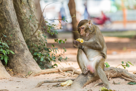 monkey sits on the tree and eats banana, Natureの写真素材
