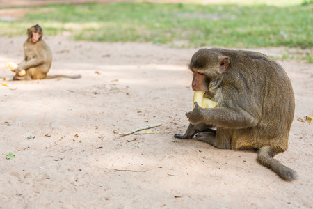 monkey sits on the tree and eats banana, Natureの写真素材