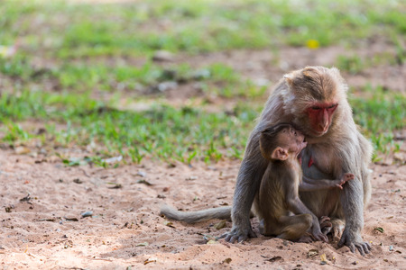 Mother monkey and baby monkey in the parkの写真素材