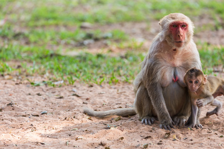 Mother monkey and baby monkey in the parkの写真素材