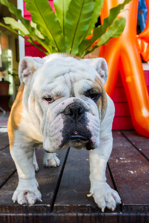 male english bulldog standing and lookingの写真素材