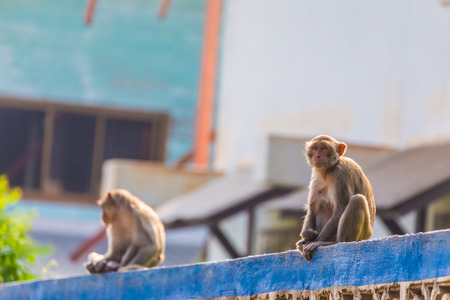 Monkey on the blue and white fence