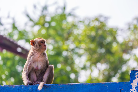 mother monkey find baby on the blue and white fenceの写真素材