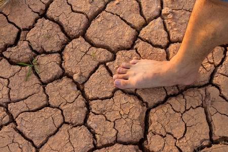 Naked human barefeet on dry soil with growing tree backgroundの写真素材