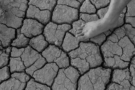 Naked human barefeet on dry soil with growing tree backgroundの写真素材