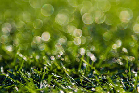 Bokeh green grass nature の写真素材