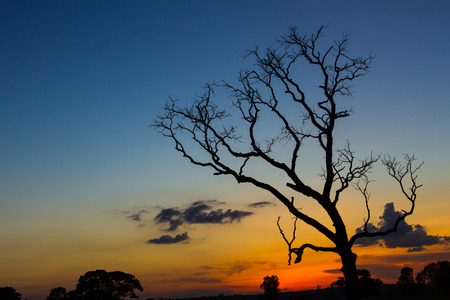 Big tree silhouette sunset  sky 
