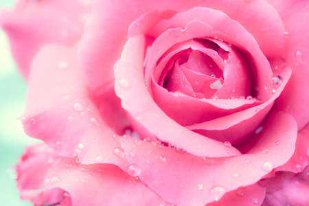 fresh rose with water drops on white backgroundの写真素材