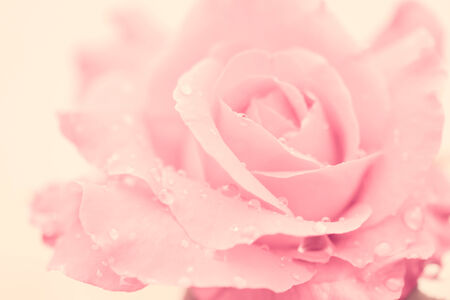 fresh rose with water drops on white backgroundの写真素材