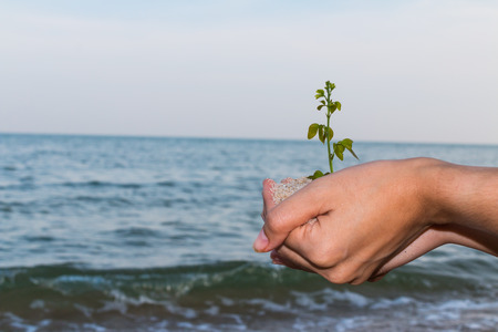 Girl hand holding and planting new tree with sand and seaの写真素材
