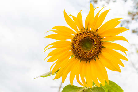 sunflowers over field and sunlight backgroundの写真素材