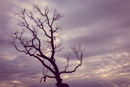 vintage tree silhouette landscape backgroundの写真素材