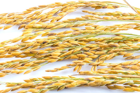 Paddy rice isolated on white backgroundの写真素材