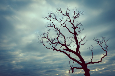 vintage tree silhouette landscape backgroundの写真素材