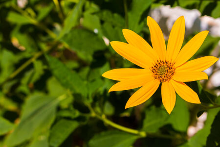 beautiful meadow yellow flower  background