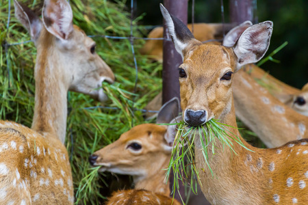 Young Whitetail Deer eating grass in the parkの写真素材