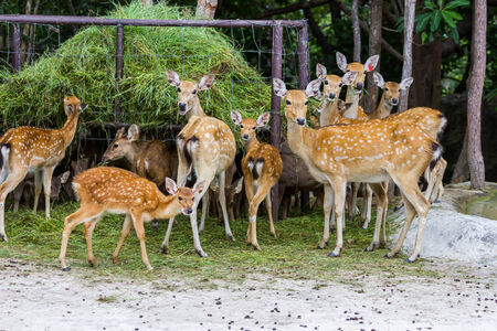Young Whitetail Deer eating grass in the parkの写真素材