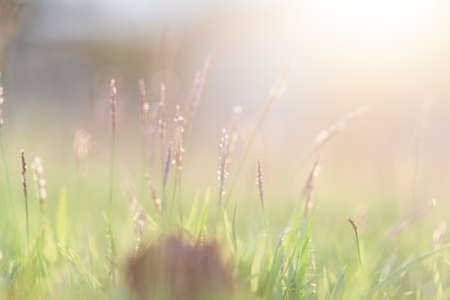 natural green grass background with selective focus and bokehの写真素材