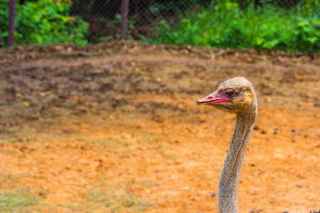 Head and eye of Ostrich  closeup in the morningの写真素材