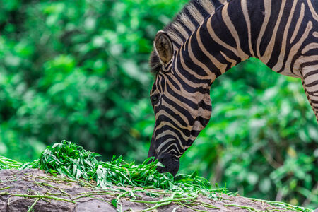 Zebra portrait face and head between eating, Natureの写真素材