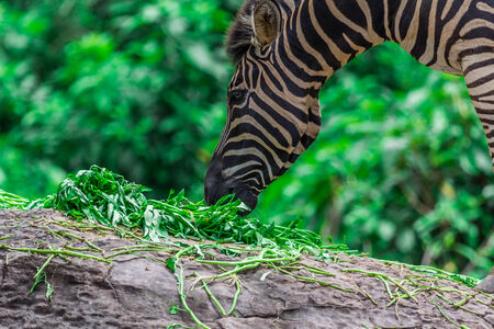 Zebra portrait face and head between eating, Natureの写真素材