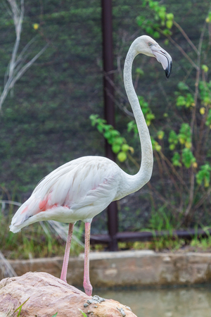 Flamingo standing beautiful portrait on a dark backgroundの写真素材