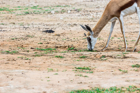 face and horn of Gemsbok antelope (Oryx gazella) deer, South Africaの写真素材