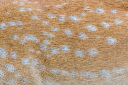 deer fur / deer skin texture backgroundの写真素材