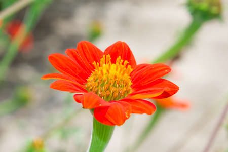 Zinnia flower closeup of red Zinnia flower in full bloom with bokeh