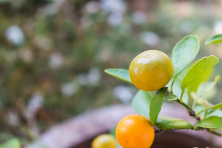Orange tree fruits and green leaves の写真素材