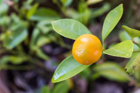 Orange tree fruits and green leaves の写真素材