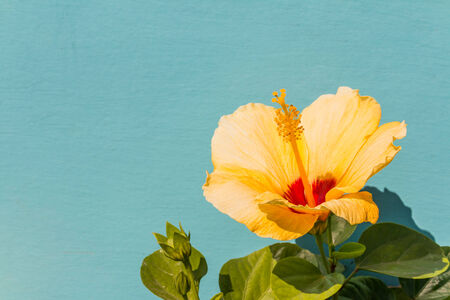 Closeup of Yellow Hibiscus on green backgroundの写真素材