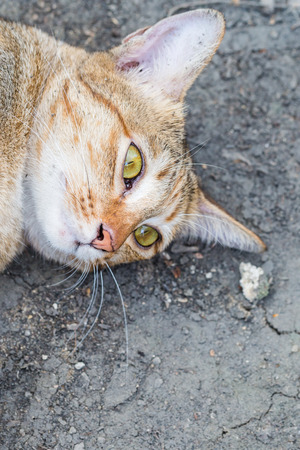 A tabby cat staring at the camera Intenselyの写真素材