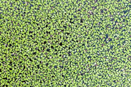 water fern, mosquito fern in the river