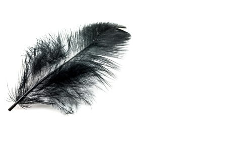 Black feather isolated on white blackgroundの写真素材