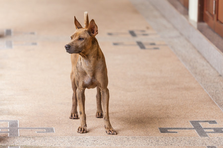Thai brown dog eyes looking to something at the streetの写真素材