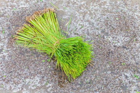 Young rice seedling preparation to plant in orderly rows, Thailandの写真素材