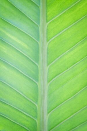 Abstract green leaf texture for background