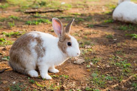 White and brown rabbit sitting and find the foodの写真素材