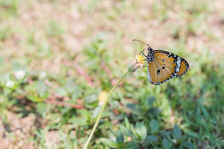 Beautiful butterfly perching on yellow flower with green bokeh backgroundの写真素材