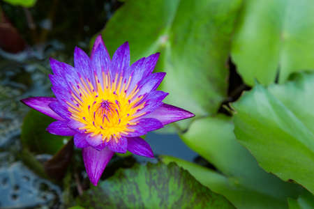 Purple lotus flower on a pond with yellow center and waterlilies aroundの写真素材
