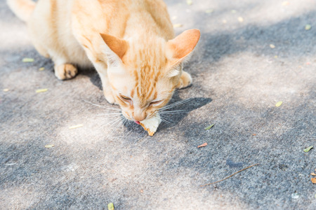 cat bites a piece of bread on cement floorの写真素材