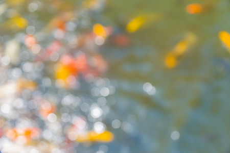Bokeh of koi fish in the pond with reflection from the water for background