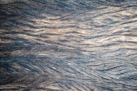 texture of brown bark wood use as natural backgroundの写真素材
